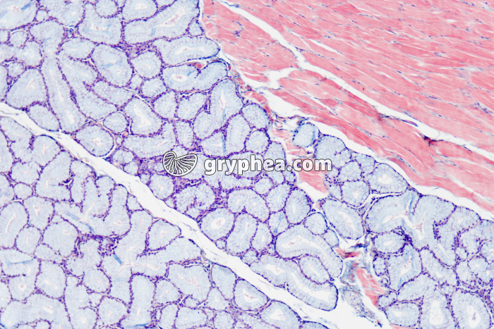 Glande salivaire x25 - gryphea.org